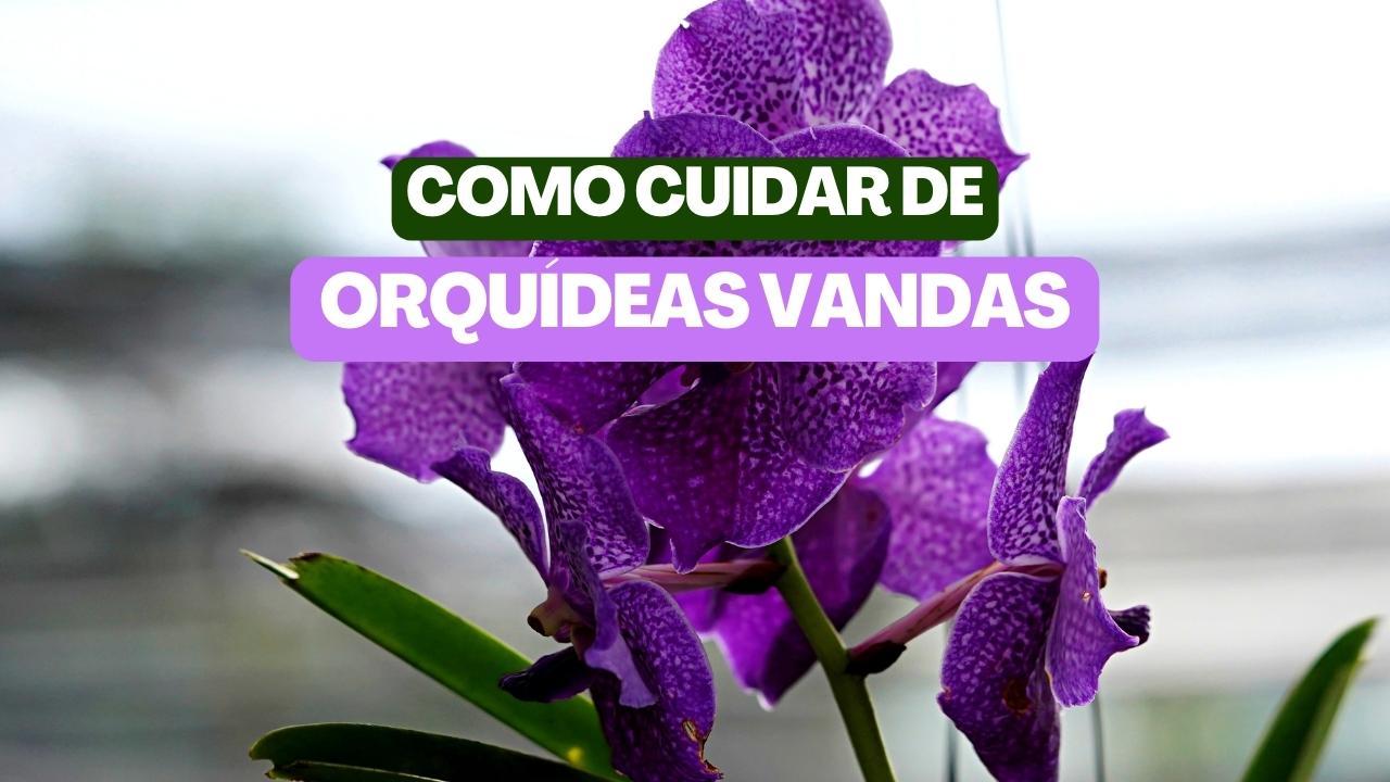 Como cuidar de orquídeas vandas