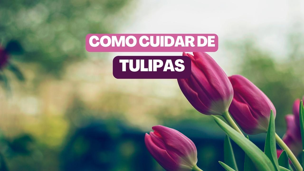 Como cuidar de tulipas