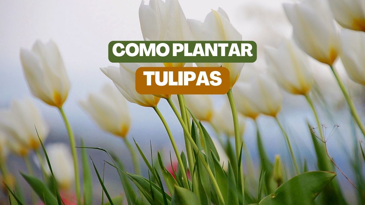 Como plantar tulipas