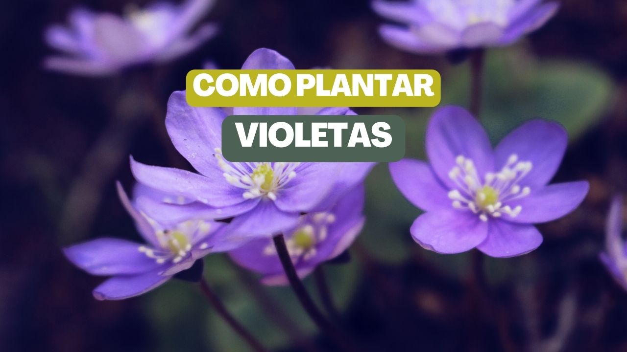 Como plantar violetas